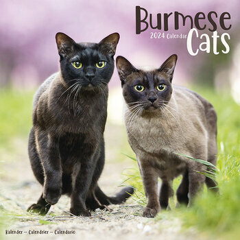 Calendrier 2024 Chats burmese Calendrier 2024 Chats burmese
