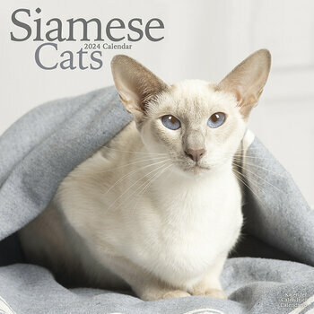 Calendrier 2024 Chat siamois Calendrier 2024 Chat siamois