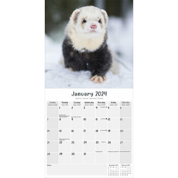 Calendrier 2024 Furet