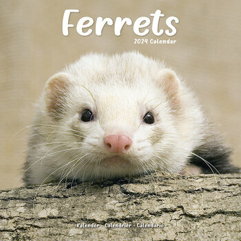 Calendrier 2024 Furet