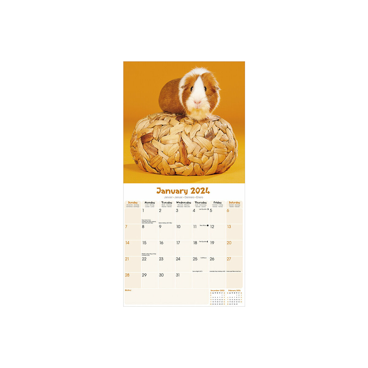 Calendrier 2024 Cochon d'Inde