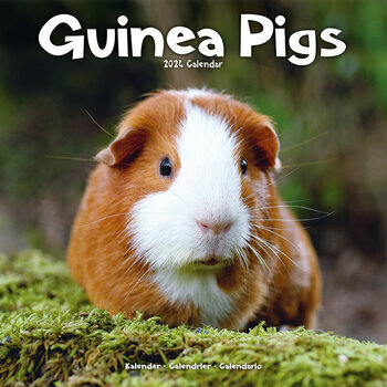 Calendrier 2024 Cochon d'Inde Calendrier 2024 Cochon d'Inde