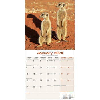 Calendrier 2024 Suricate