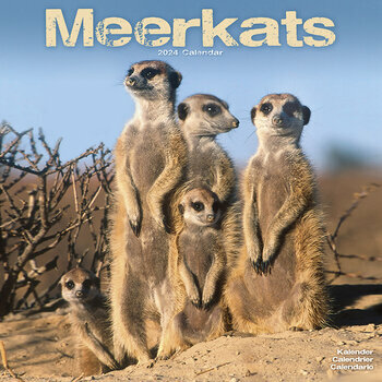 Calendrier 2024 Suricate Calendrier 2024 Suricate