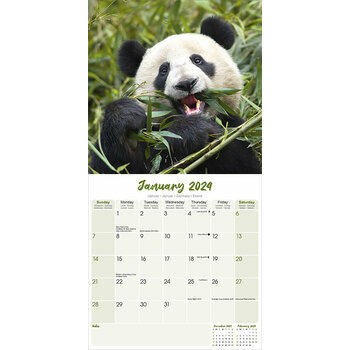 Calendrier 2024 Panda