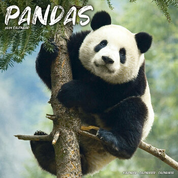 Calendrier 2024 Panda