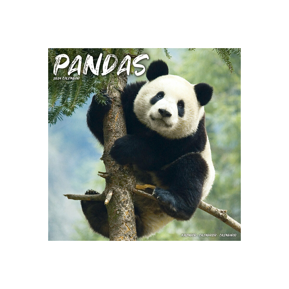 Calendrier 2024 Panda