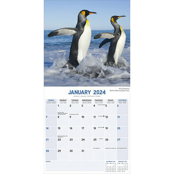Calendrier 2024 Pingouin