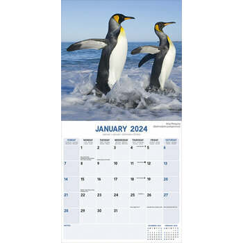 Calendrier 2024 Pingouin Calendrier 2024 Pingouin