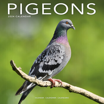 Calendrier 2024 Pigeon