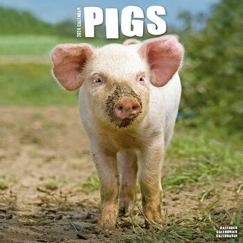 Calendrier 2024 Cochon