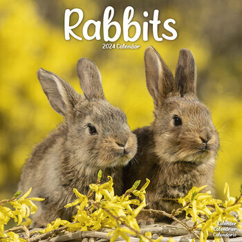 Calendrier 2024 Lapin
