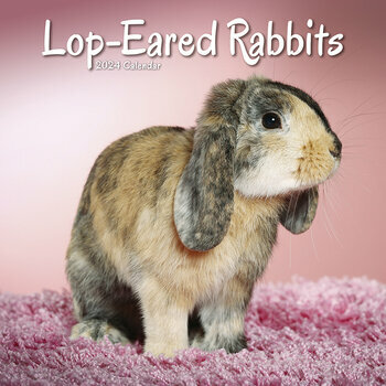 Calendrier 2024 Lapin oreilles tombantes