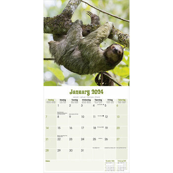 Calendrier 2024 Paresseux Calendrier 2024 Paresseux