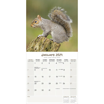 Calendrier 2024 Ecureuil Calendrier 2024 Ecureuil