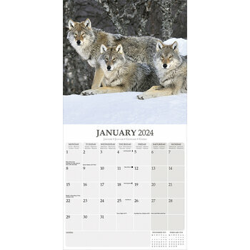 Calendrier 2024 Loup Calendrier 2024 Loup