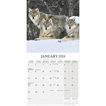 Calendrier 2024 Loup