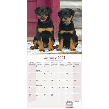 Calendrier 2024 Rottweiler chiot Calendrier 2024 Rottweiler chiot