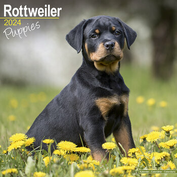 Calendrier 2024 Rottweiler chiot Calendrier 2024 Rottweiler chiot