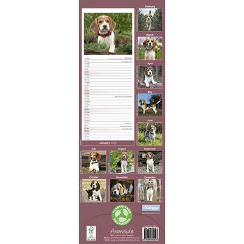 Calendrier 2024 Beagle slim Calendrier 2024 Beagle slim