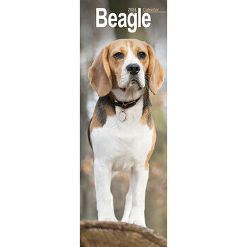Calendrier 2024 Beagle slim