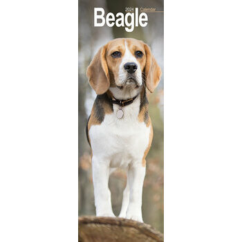 Calendrier 2024 Beagle slim Calendrier 2024 Beagle slim