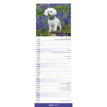Calendrier 2024 Bichon frisé slim Calendrier 2024 Bichon frisé slim