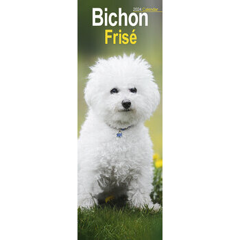 Calendrier 2024 Bichon frisé slim