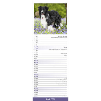 Calendrier 2024 Border collie slim Calendrier 2024 Border collie slim