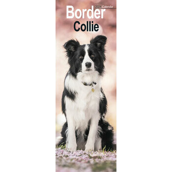 Calendrier 2024 Border collie slim Calendrier 2024 Border collie slim