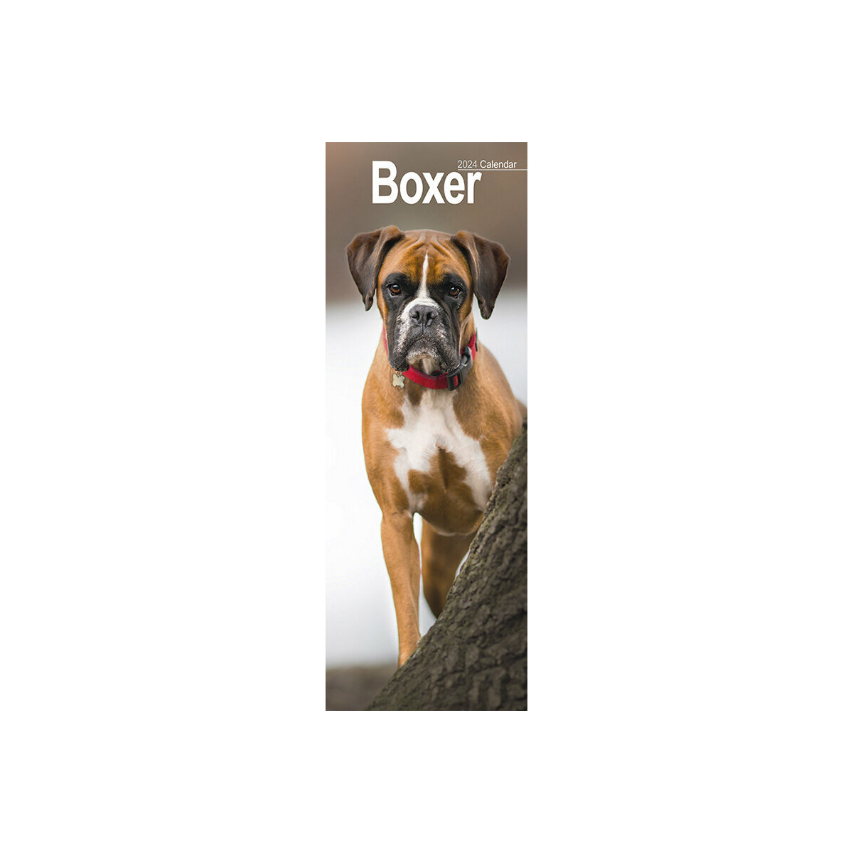 calendrier Boxer slim 2024