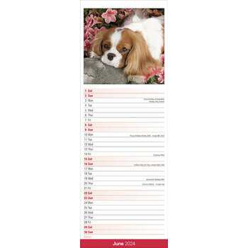 Calendrier 2024 Cavalier king charles slim Calendrier 2024 Cavalier king charles slim