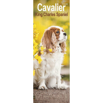 Calendrier 2024 Cavalier king charles slim