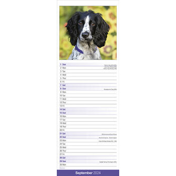 Calendrier 2024 Cocker anglais slim
