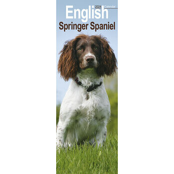 Calendrier 2024 English springer spaniel slim