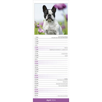 Calendrier 2024 Bouledogue français slim