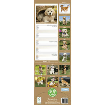 Calendrier 2024 Golden retriever slim