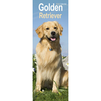 Calendrier 2024 Golden retriever slim