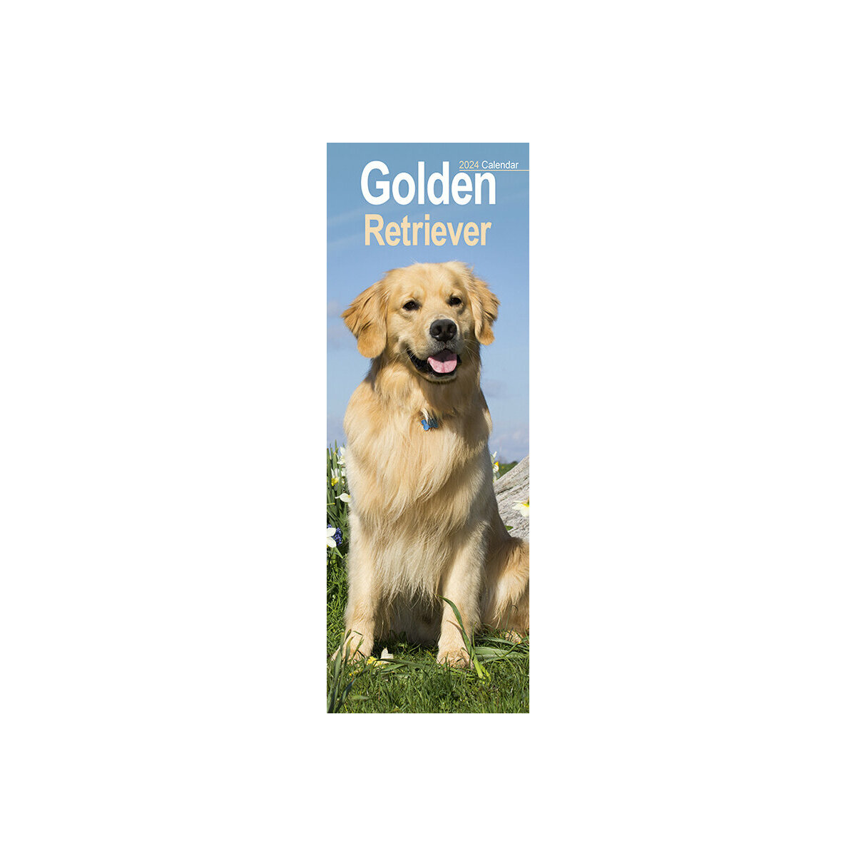 calendrier Golden retriever slim 2024 calendrier Golden retriever slim 2024