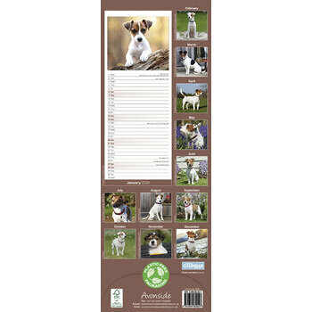 Calendrier 2024 Jack russell terrier slim