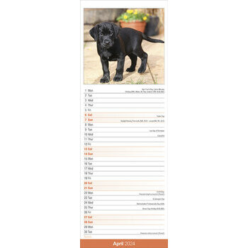 Calendrier 2024 Labrador noir slim