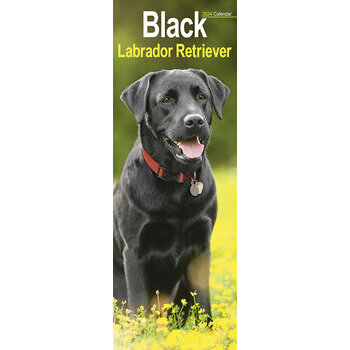 Calendrier 2024 Labrador noir slim