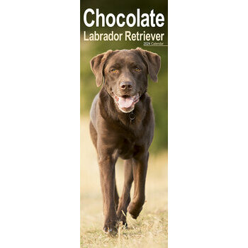 Calendrier 2024 Labrador chocolat slim Calendrier 2024 Labrador chocolat slim