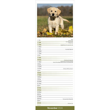 Calendrier 2024 Labrador sable slim