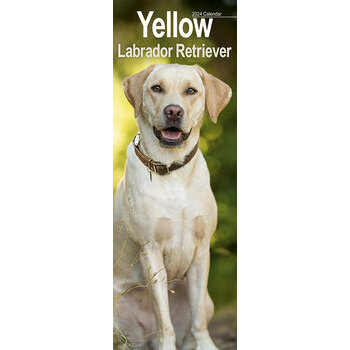 Calendrier 2024 Labrador sable slim Calendrier 2024 Labrador sable slim
