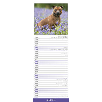 Calendrier 2024 Staffordshire bull terrier slim