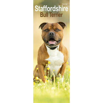 Calendrier 2024 Staffordshire bull terrier slim