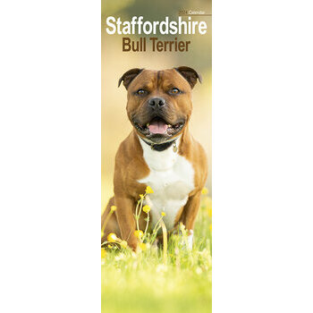 Calendrier 2024 Staffordshire bull terrier slim Calendrier 2024 Staffordshire bull terrier slim