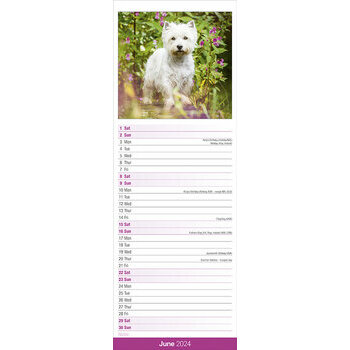 Calendrier 2024 West highland white terrier slim Calendrier 2024 West highland white terrier slim