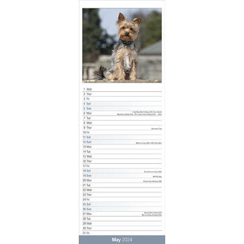 Calendrier 2024 Yorkshire terrier slim